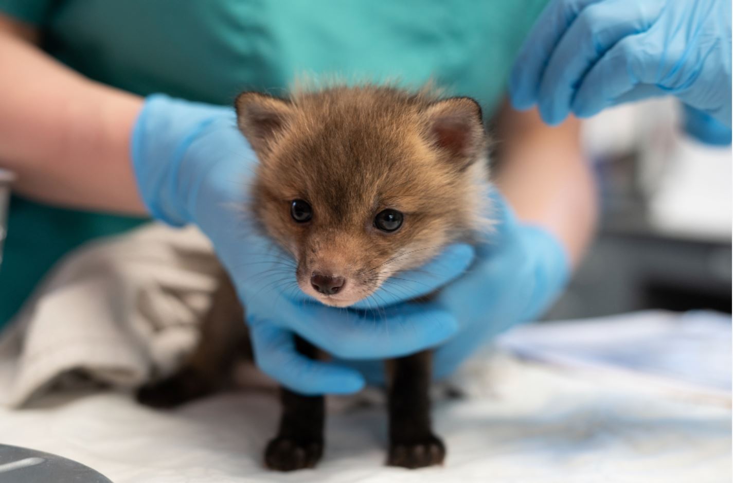 Tiny red fox gets Big Red care Cornell University College of